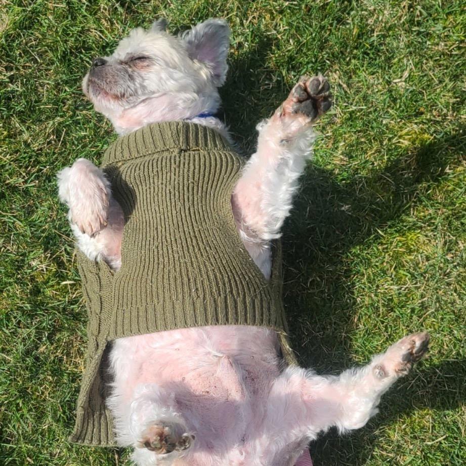 Enlarge Buddy, a Adoptable Shih Tzu in Ashland, OR image 4/6