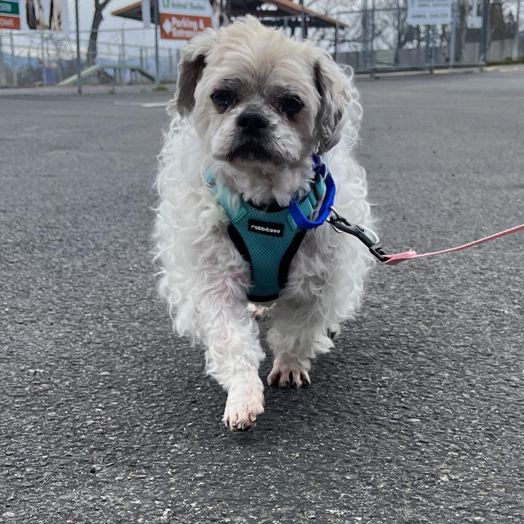 Enlarge Buddy, a Adoptable Shih Tzu in Ashland, OR image 5/6