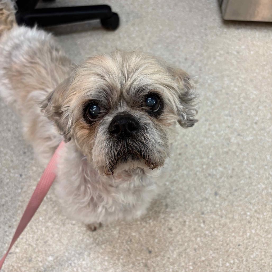 Enlarge Buddy, a Adoptable Shih Tzu in Ashland, OR image 6/6