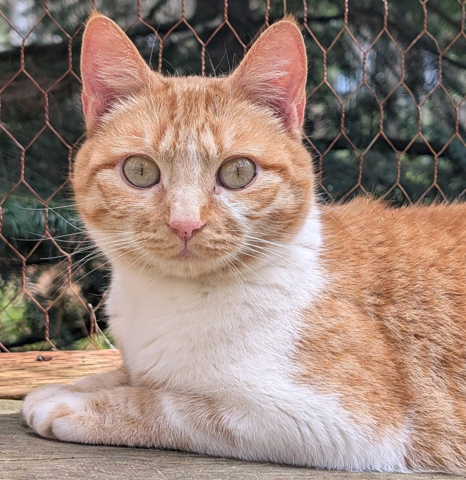 Princess Penelope, ADOPTABLE, Adult Female Domestic Short Hair.