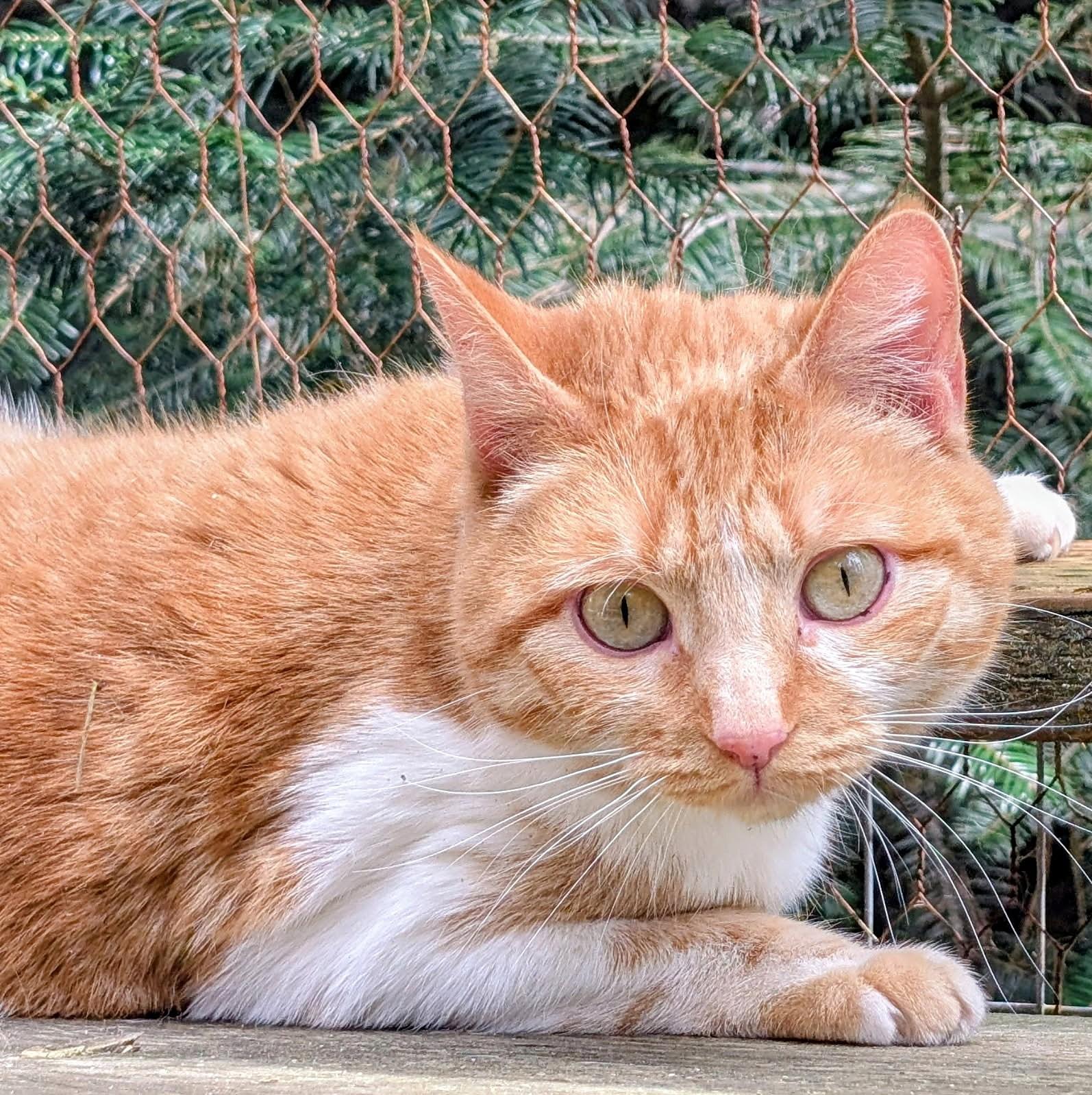 Enlarge Princess Penelope, a ADOPTABLE Domestic Short Hair in Newport, WA image 5/6