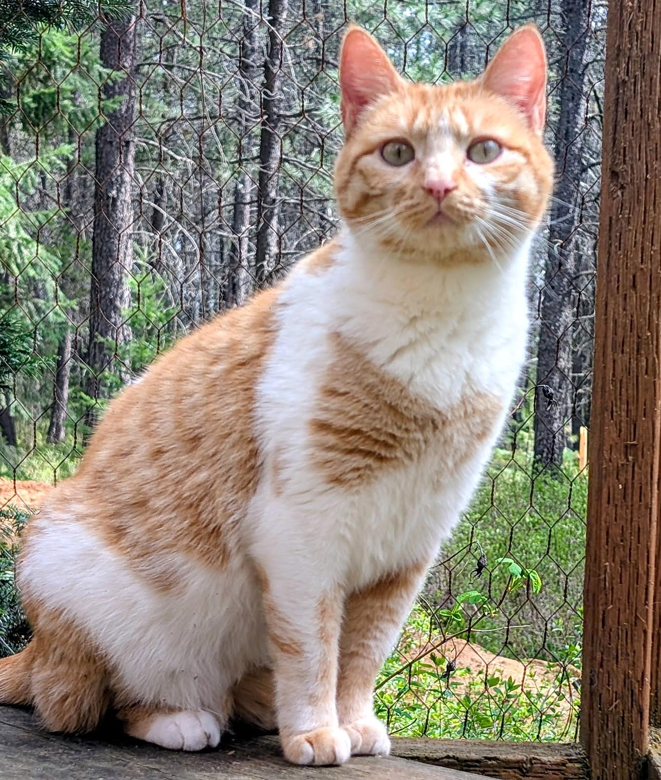 Enlarge Princess Penelope, a ADOPTABLE Domestic Short Hair in Newport, WA image 6/6