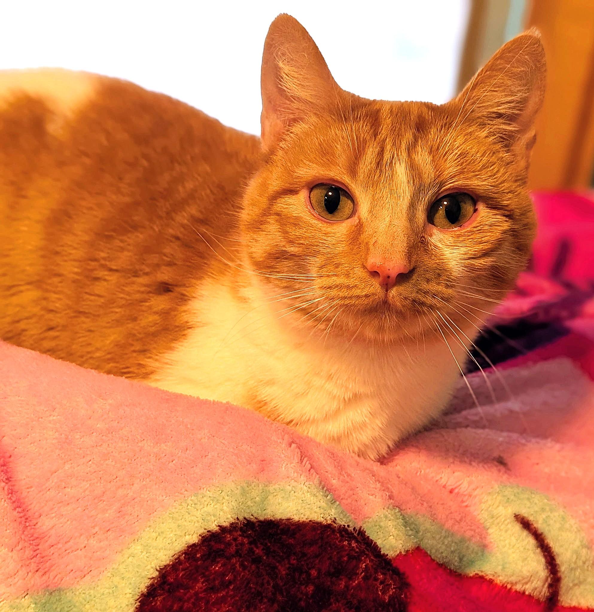 Enlarge Princess Penelope, a ADOPTABLE Domestic Short Hair in Newport, WA image 6/6