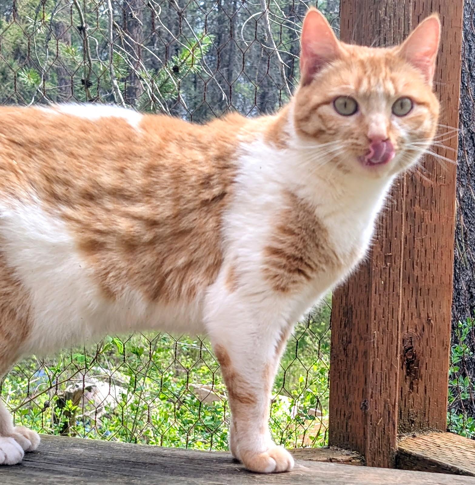 Enlarge Princess Penelope, a ADOPTABLE Domestic Short Hair in Newport, WA image 3/6