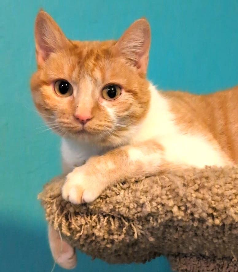 Princess Penelope, ADOPTABLE, Adult Female Domestic Short Hair.