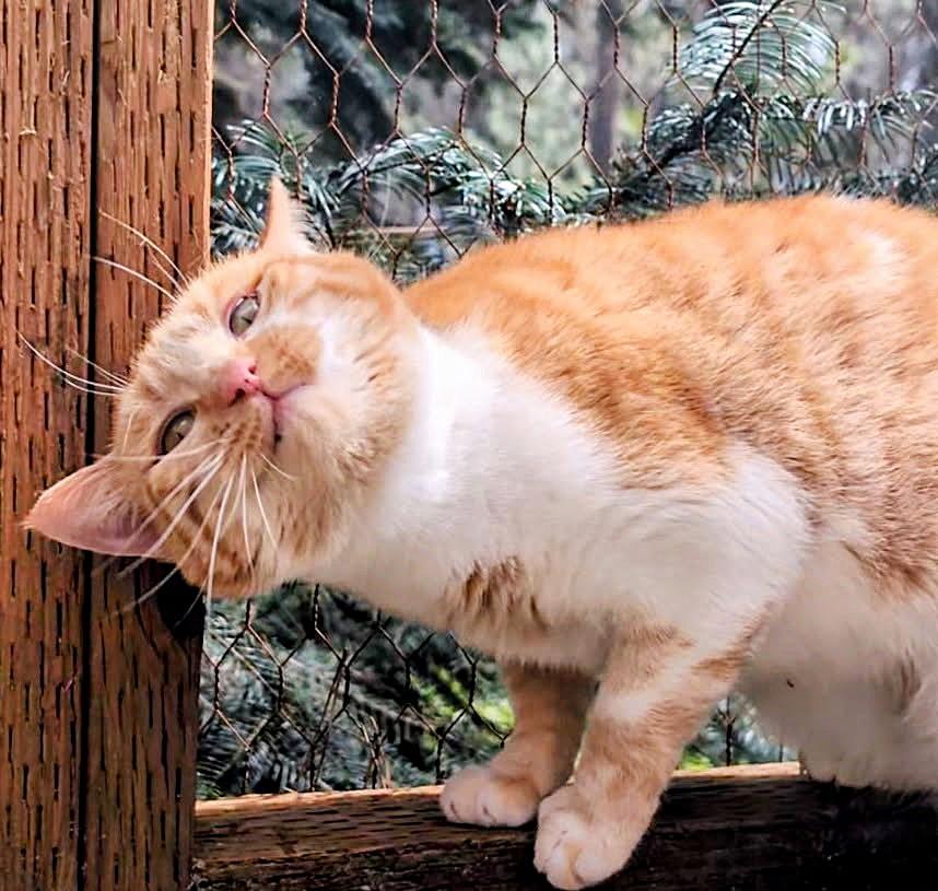 Enlarge Princess Penelope, a ADOPTABLE Domestic Short Hair in Newport, WA image 4/6