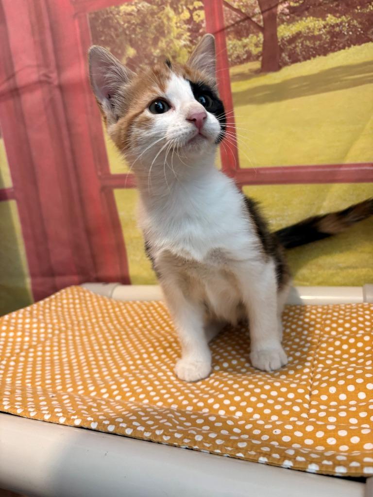 Betty, Adoptable, Kitten Female Domestic Short Hair.