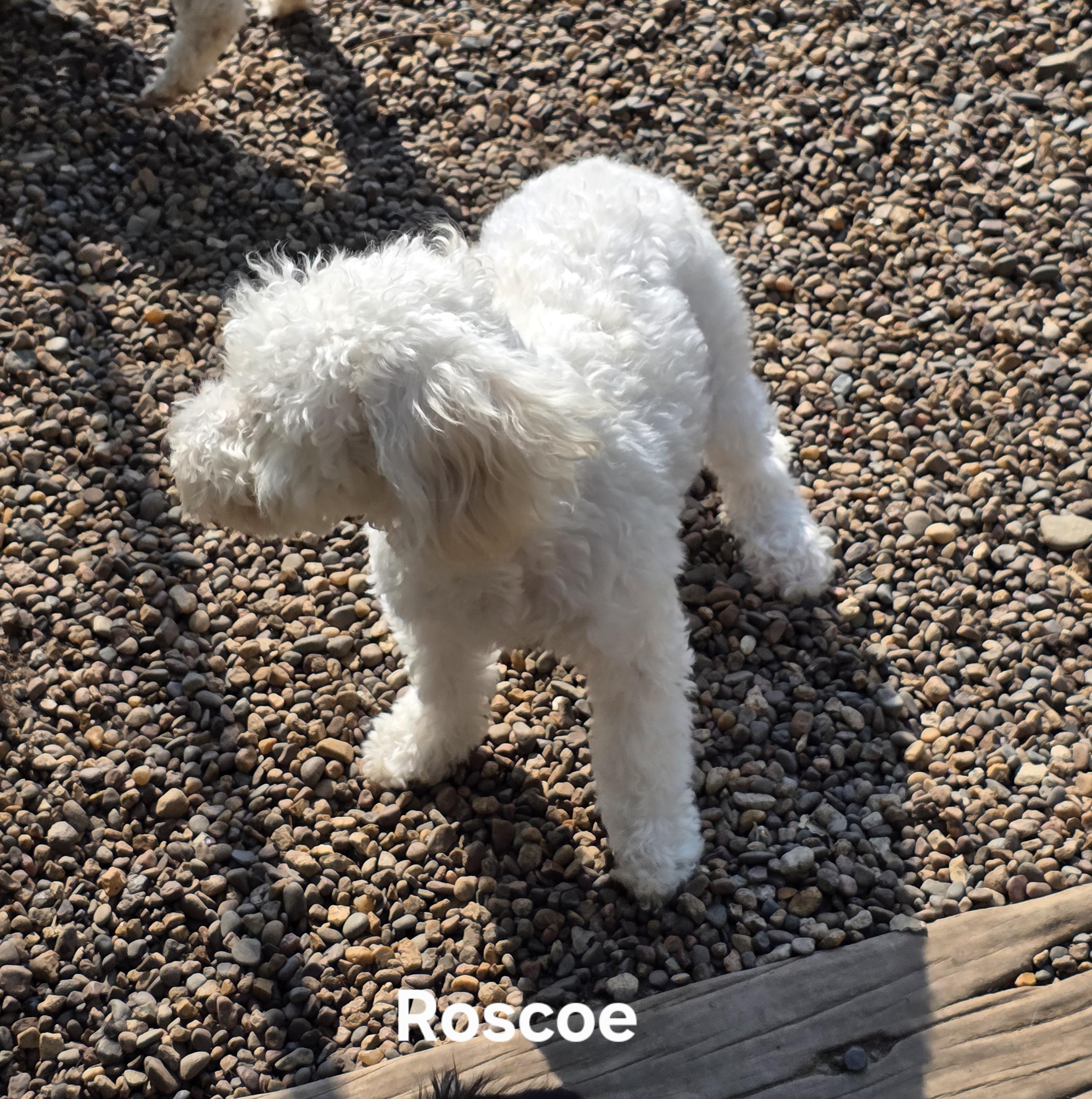 Roscoe photo 2