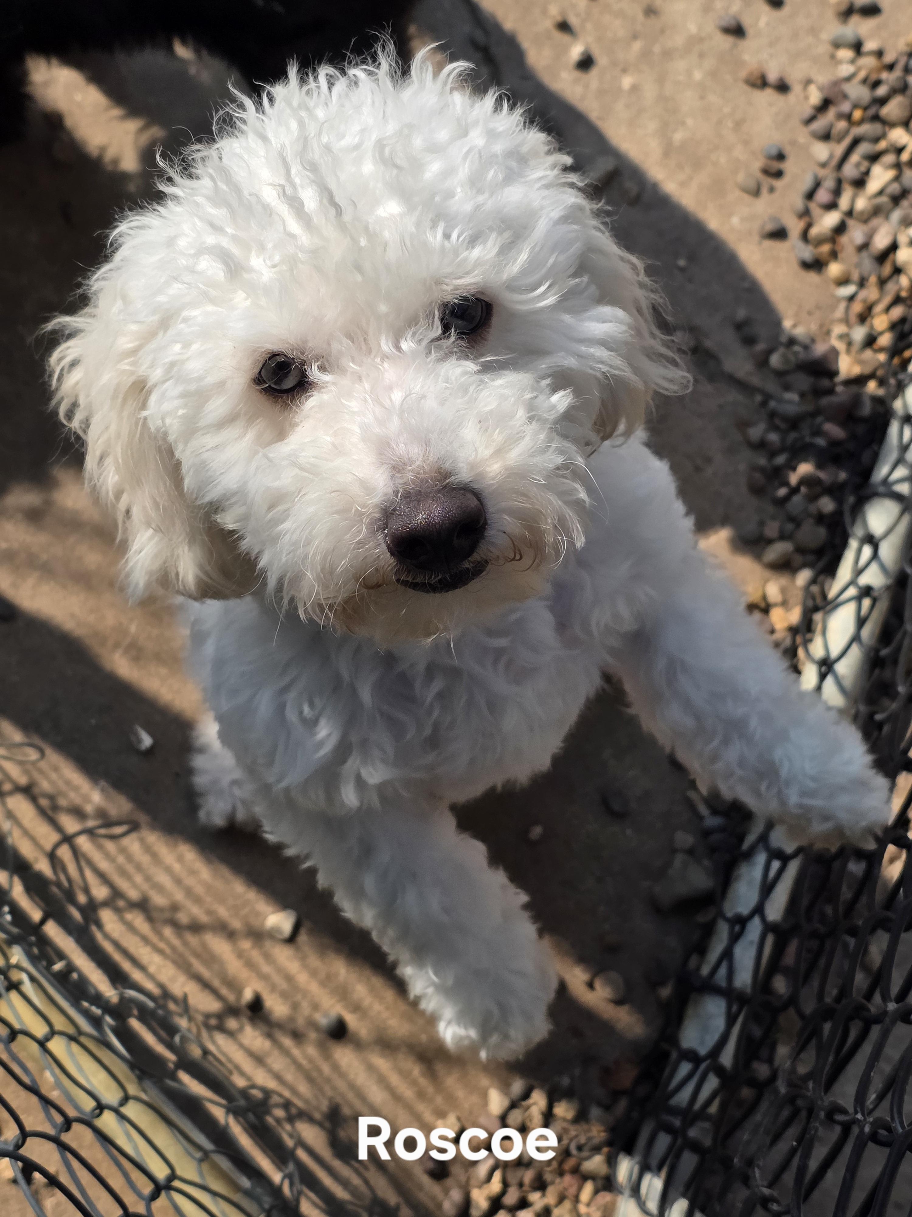 Roscoe