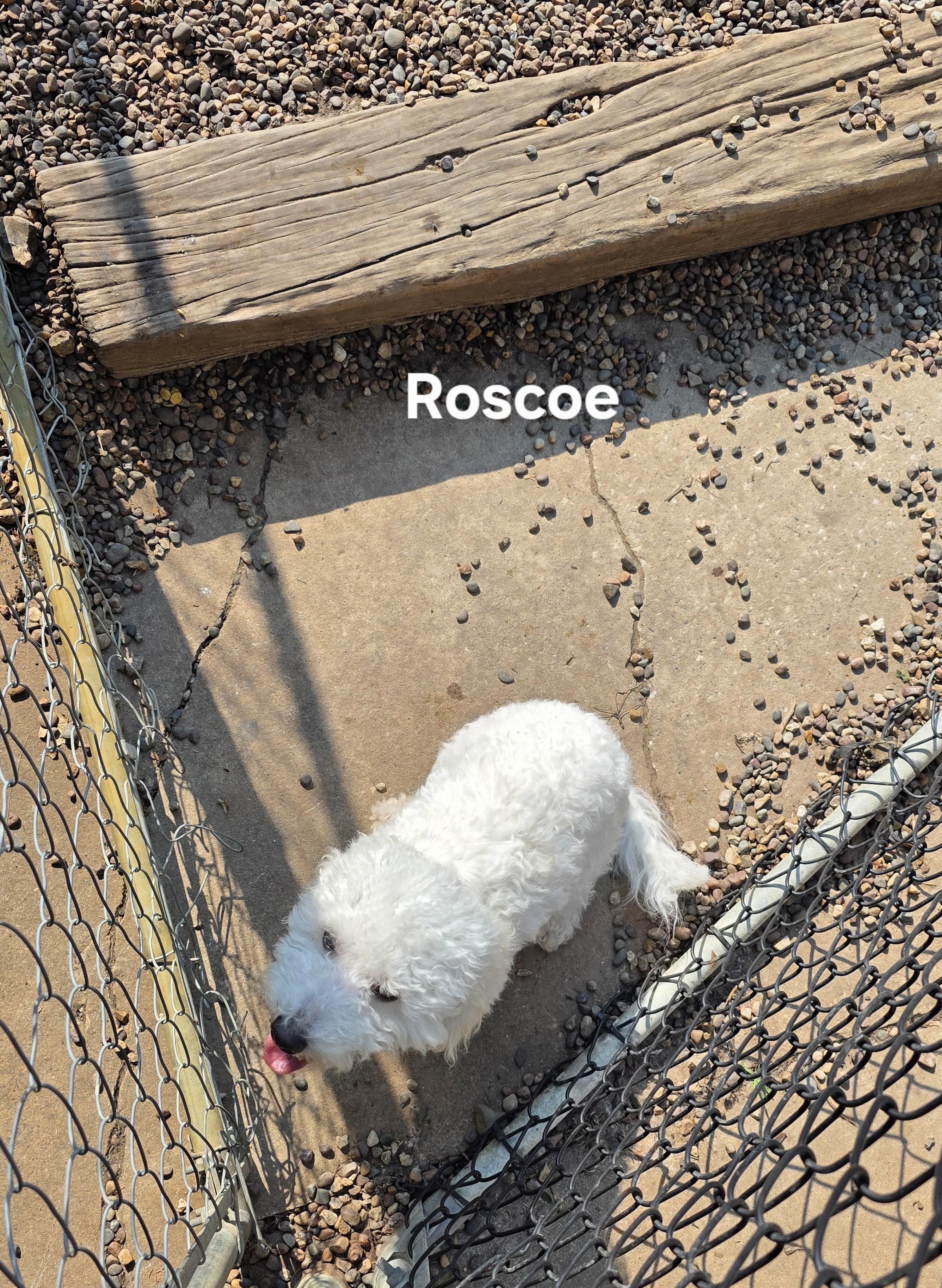 Roscoe photo 3