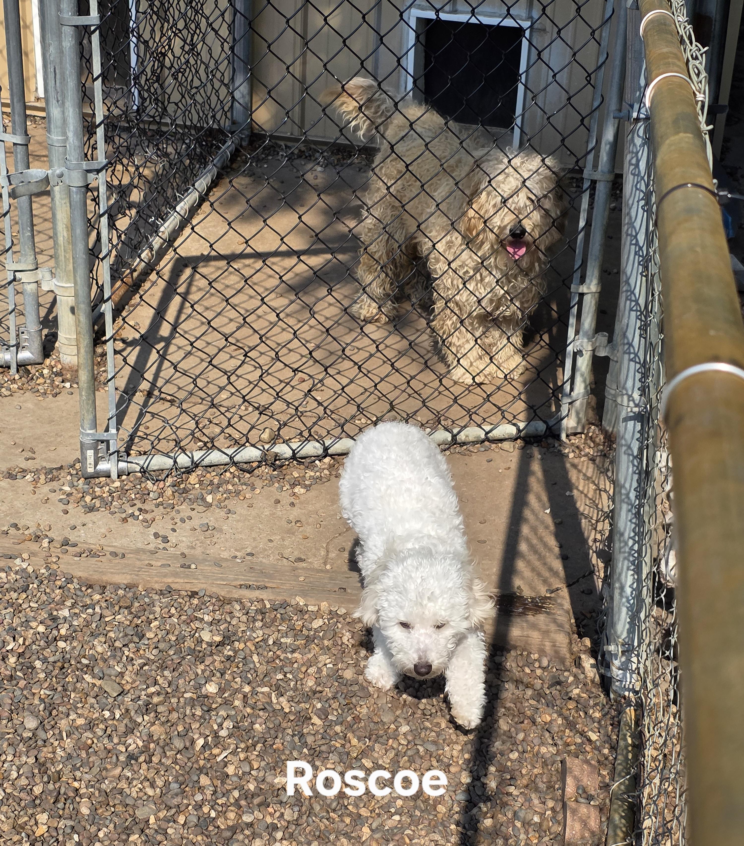 Roscoe photo 4