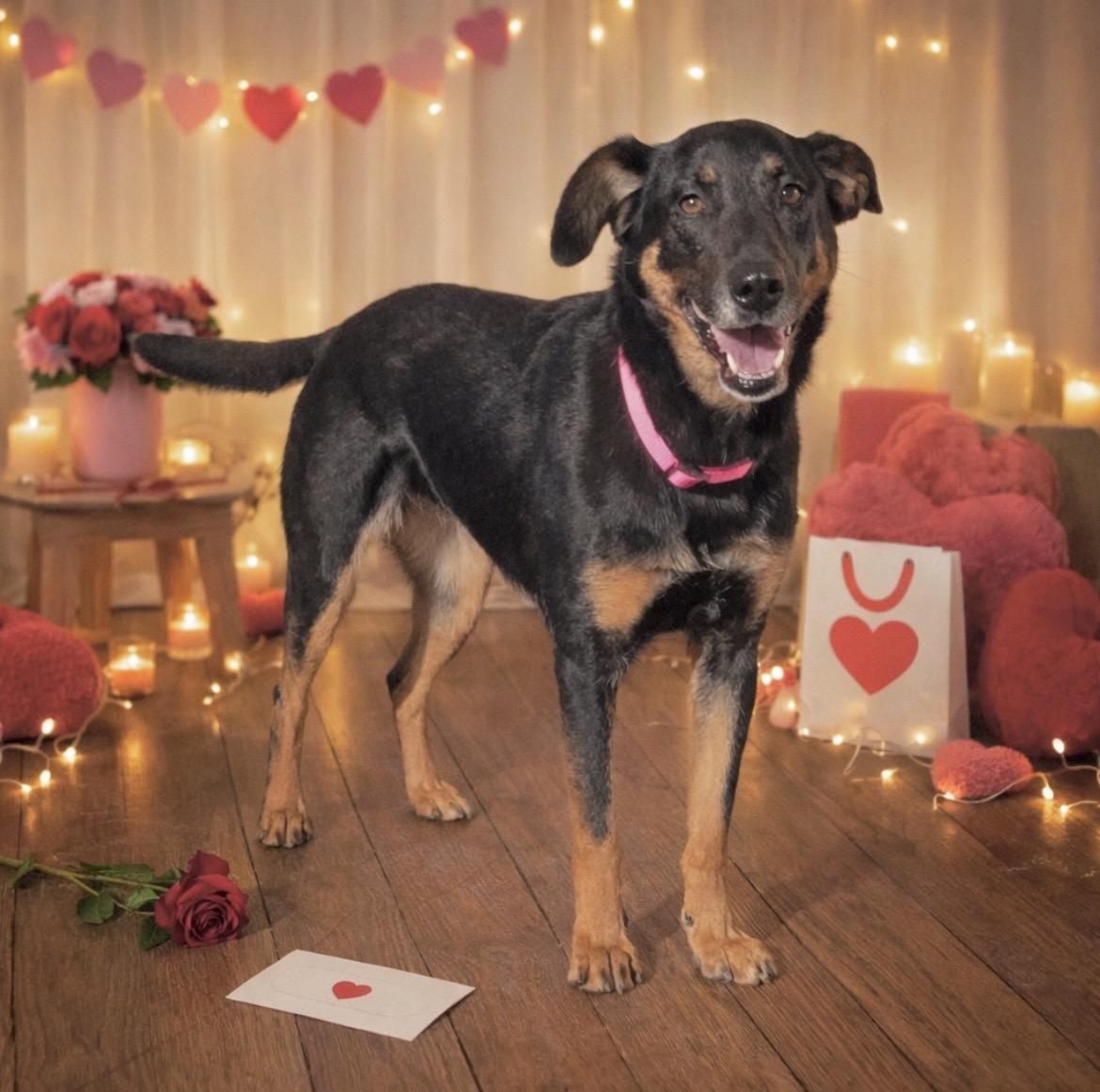 Enlarge Sophie, a Adoptable mixed breed in Elkton, MD image 2/6