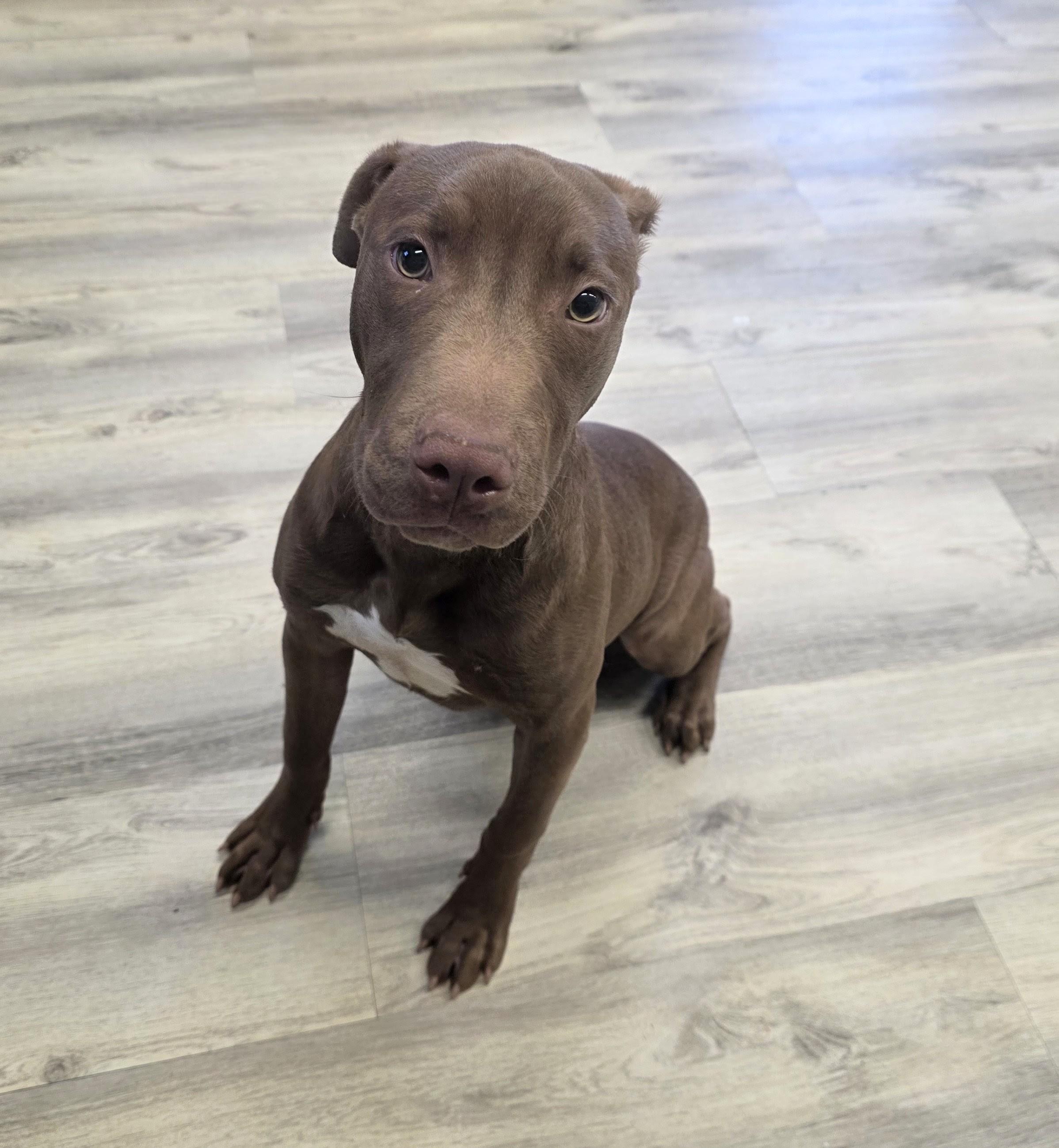 Mr. Mole, ADOPTABLE, Puppy Male American Staffordshire Terrier.