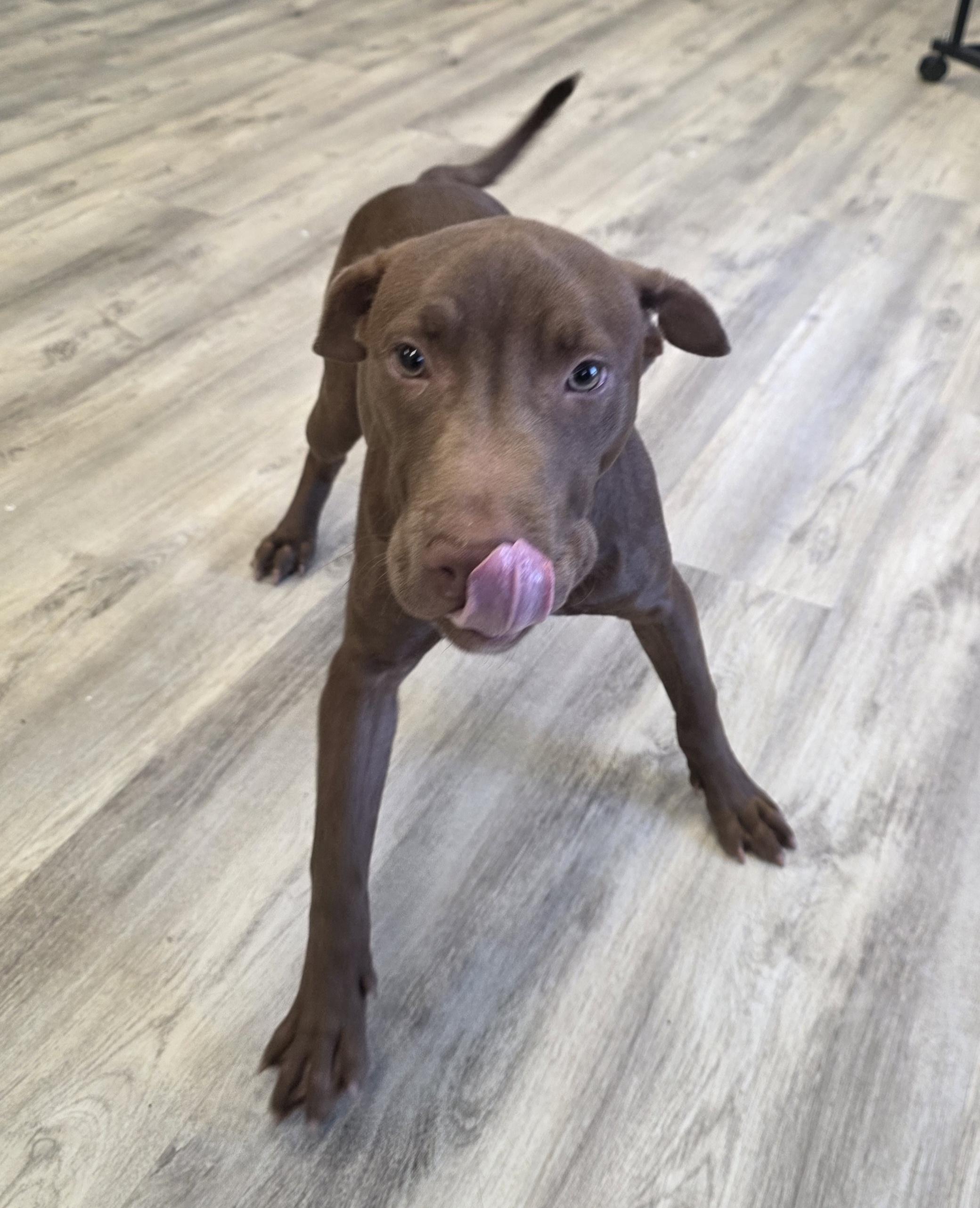 Mr. Mole, a ADOPTABLE mixed breed in PHILADELPHIA, TN image 2/2