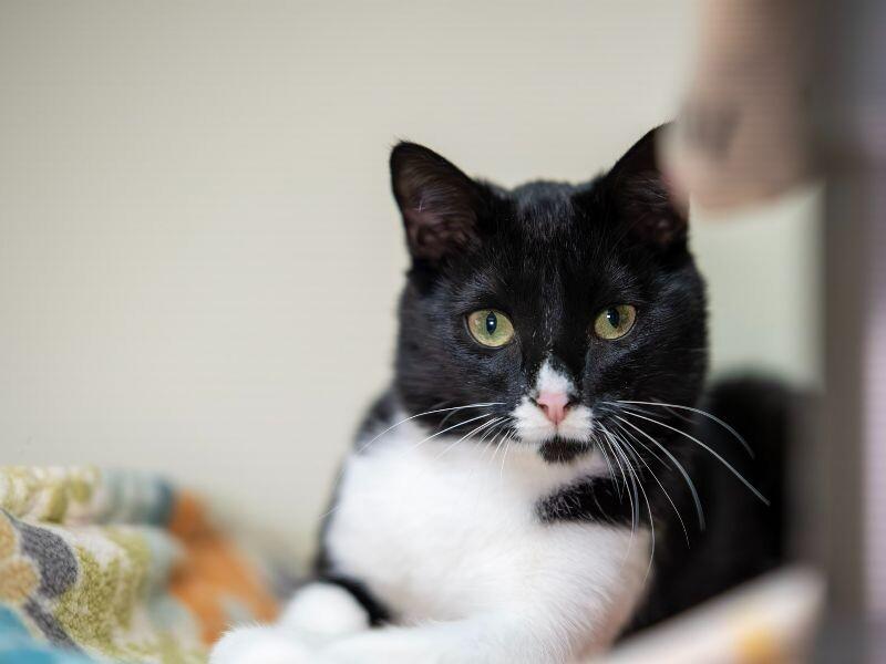 Ross, a Adoptable Domestic Short Hair image 1/3