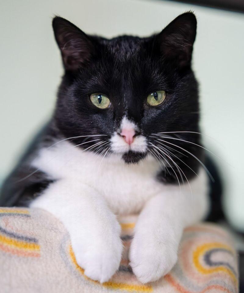 Ross, a Adoptable Domestic Short Hair image 2/3