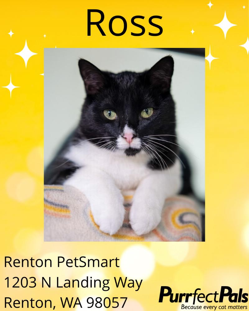 Enlarge Ross, a Adoptable Domestic Short Hair in Arlington, WA image 1/1