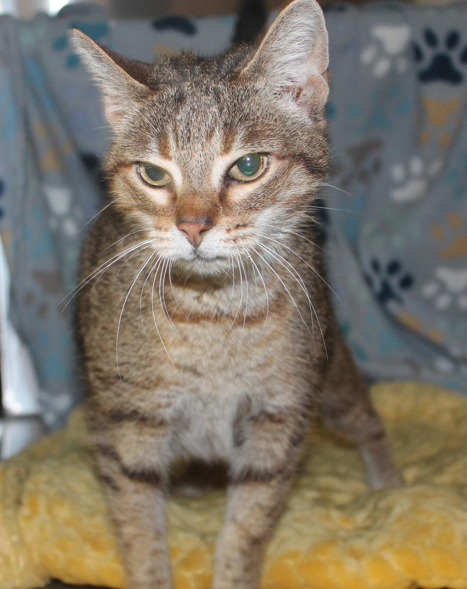 Mia - 43410, Adoptable, Young Female Domestic Short Hair & Tabby.