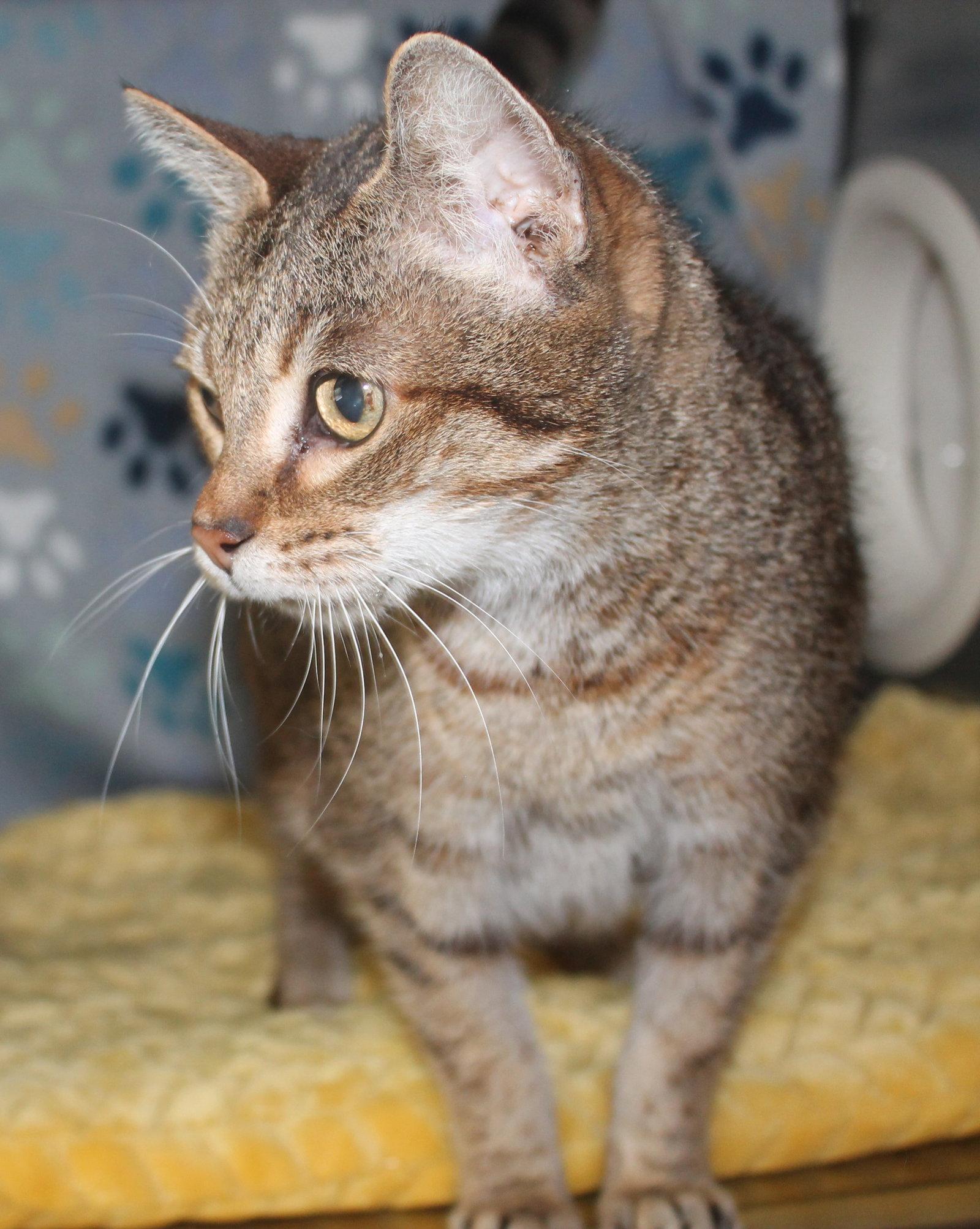 Enlarge Mia - 43410, a Adoptable mixed breed in Prattville, AL image 3/3