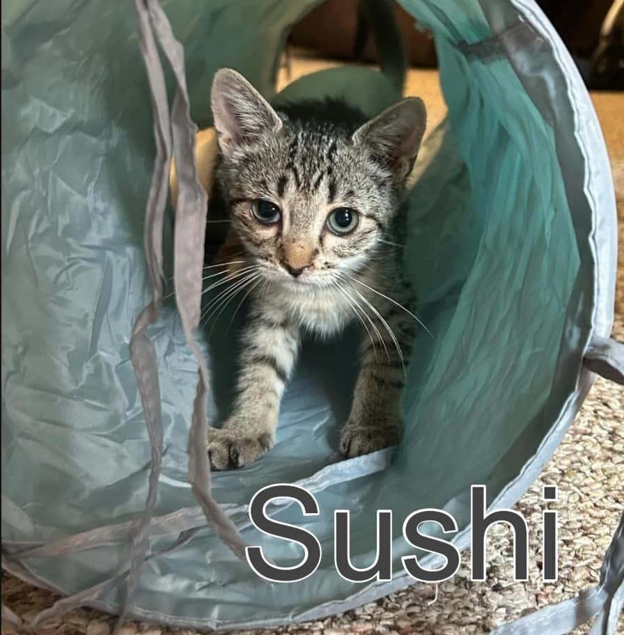 Sushi, Adopted, Young Female Tabby.