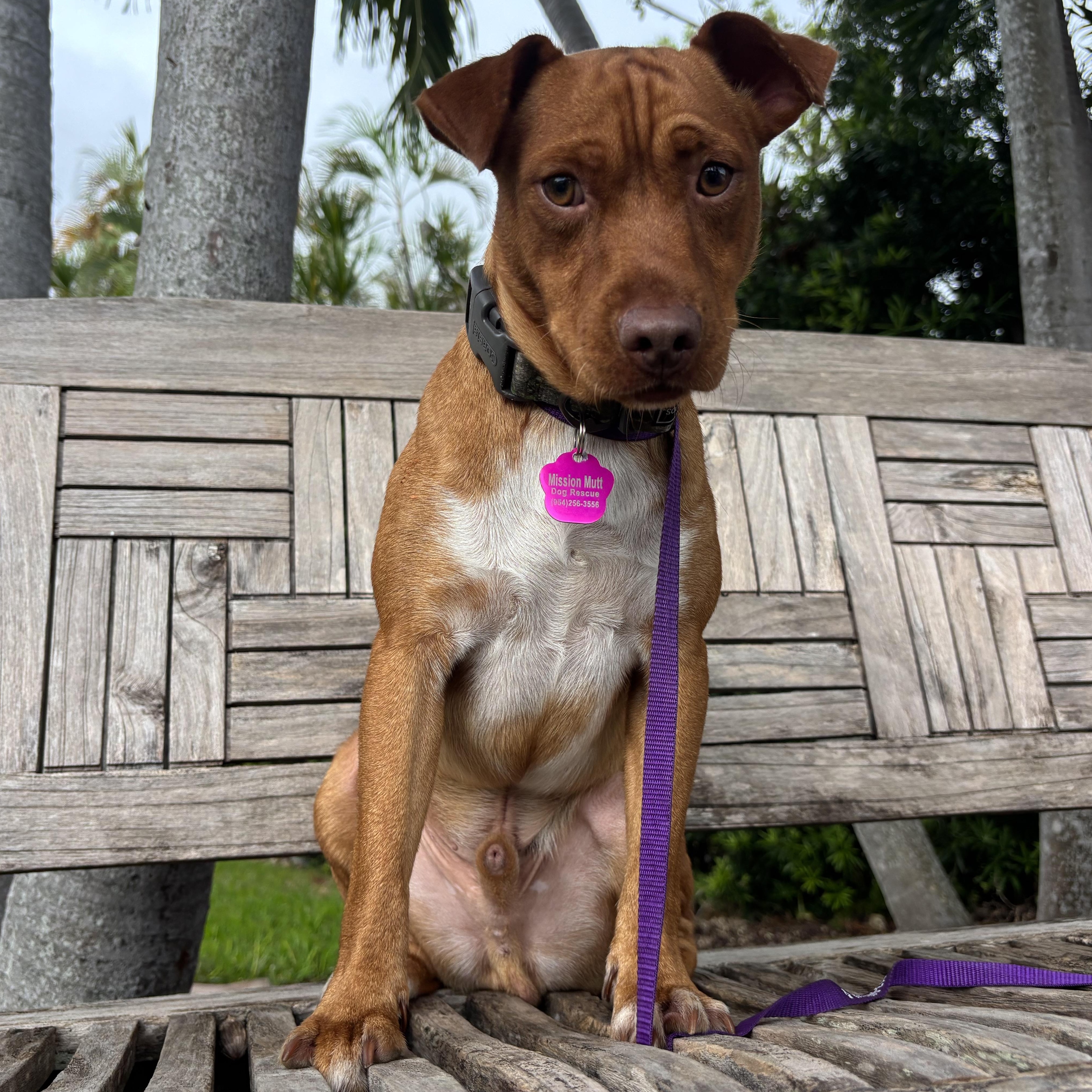 Blizzard, Adoptable, Adult Male Patterdale Terrier / Fell Terrier.