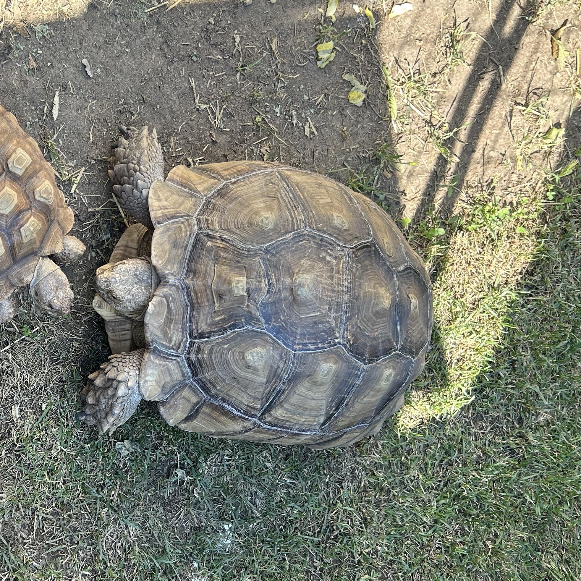 Male Sulcata Tortoise, Adult Male unknown