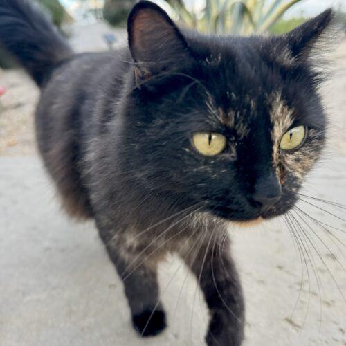 Enlarge Baby, a Adoptable Tortoiseshell in Coachella, CA image 1/4