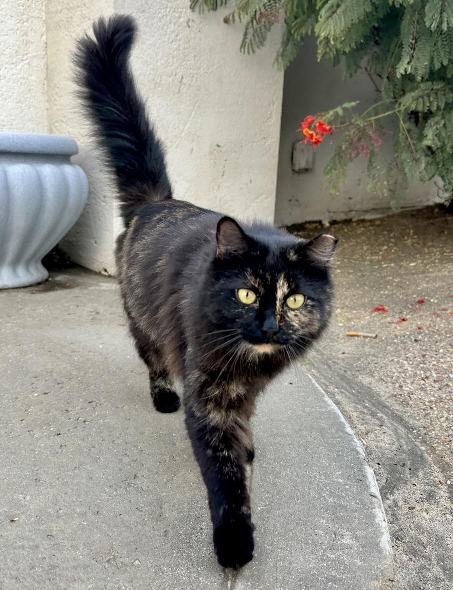 Enlarge Baby, a Adoptable Tortoiseshell in Coachella, CA image 2/4