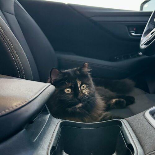 Enlarge Baby, a Adoptable Tortoiseshell in Coachella, CA image 3/4