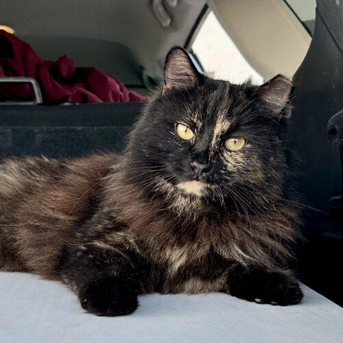 Enlarge Baby, a Adoptable Tortoiseshell in Coachella, CA image 4/4
