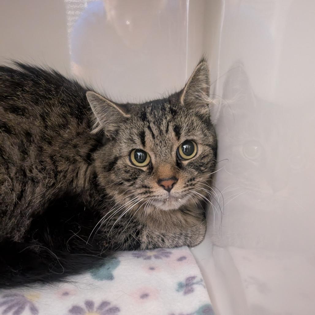 Shasta, Adoptable, Adult Female Domestic Long Hair.