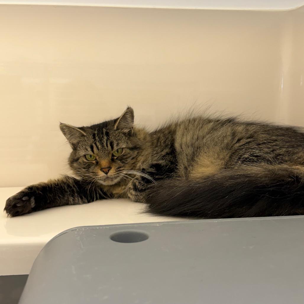 Shasta, a Adoptable Domestic Long Hair in Watertown, NY image 2/5