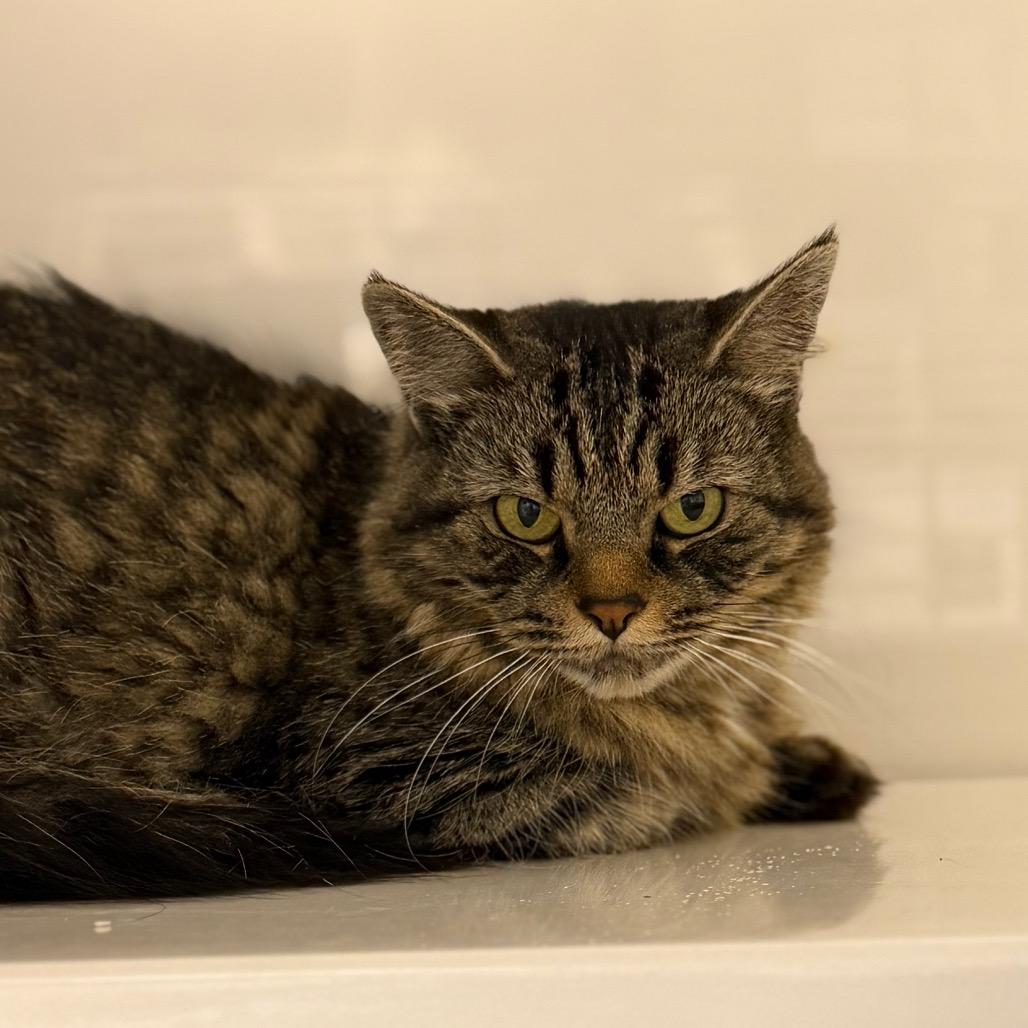 Shasta, a Adoptable Domestic Long Hair in Watertown, NY image 3/5