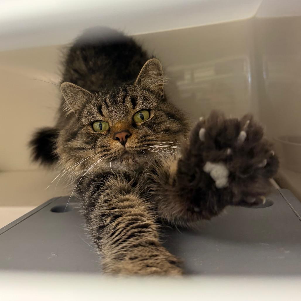 Shasta, a Adoptable Domestic Long Hair in Watertown, NY image 4/5