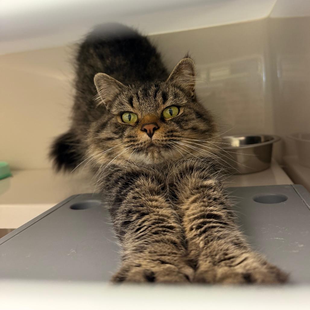 Shasta, a Adoptable Domestic Long Hair in Watertown, NY image 5/5