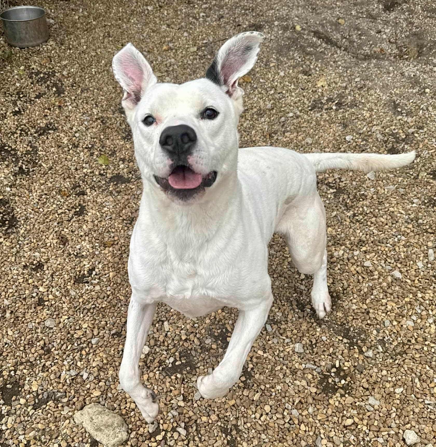 Enlarge Hudson, a Adoptable mixed breed in Anniston, AL image 5/5
