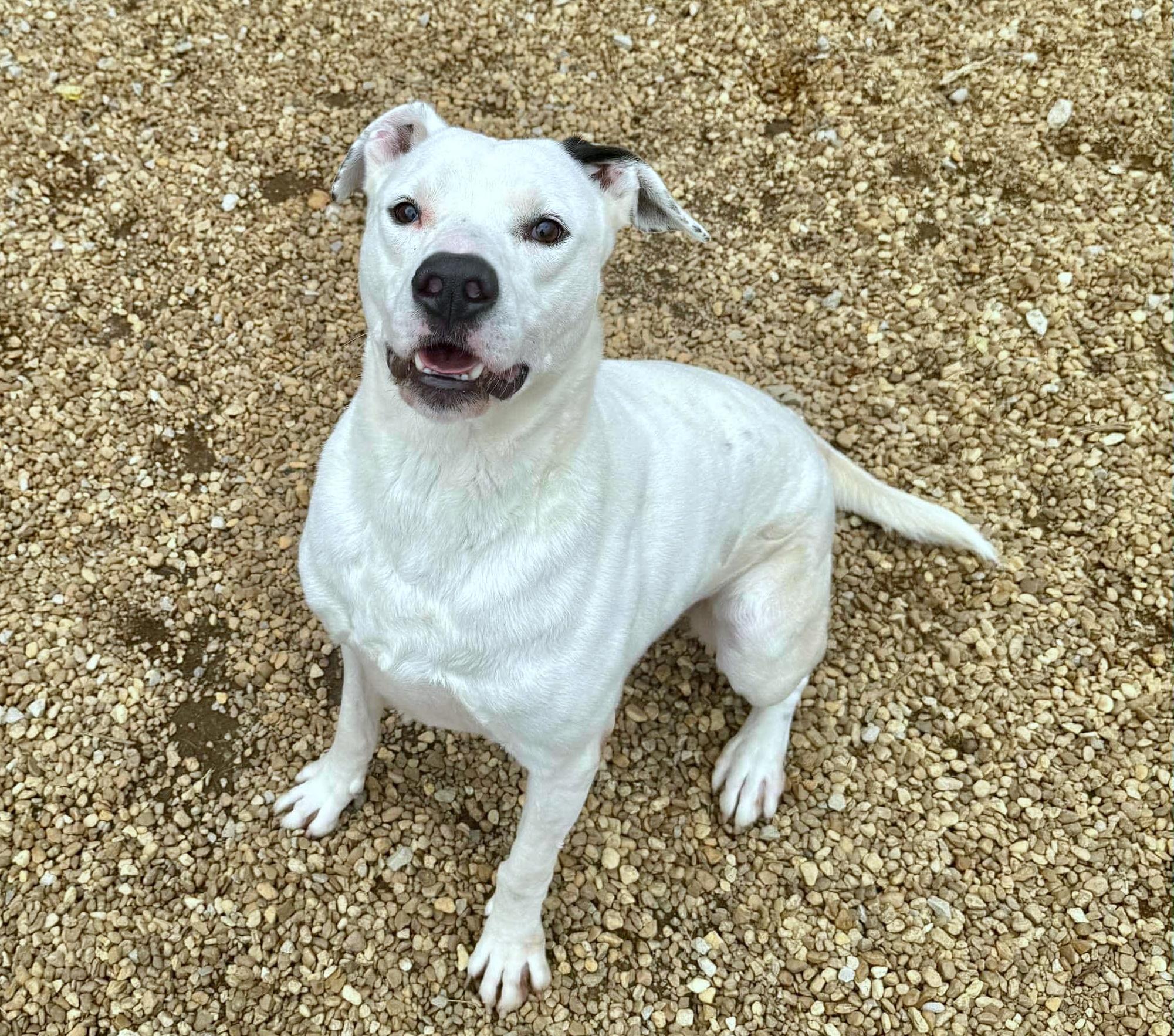 Enlarge Hudson, a Adoptable mixed breed in Anniston, AL image 2/5