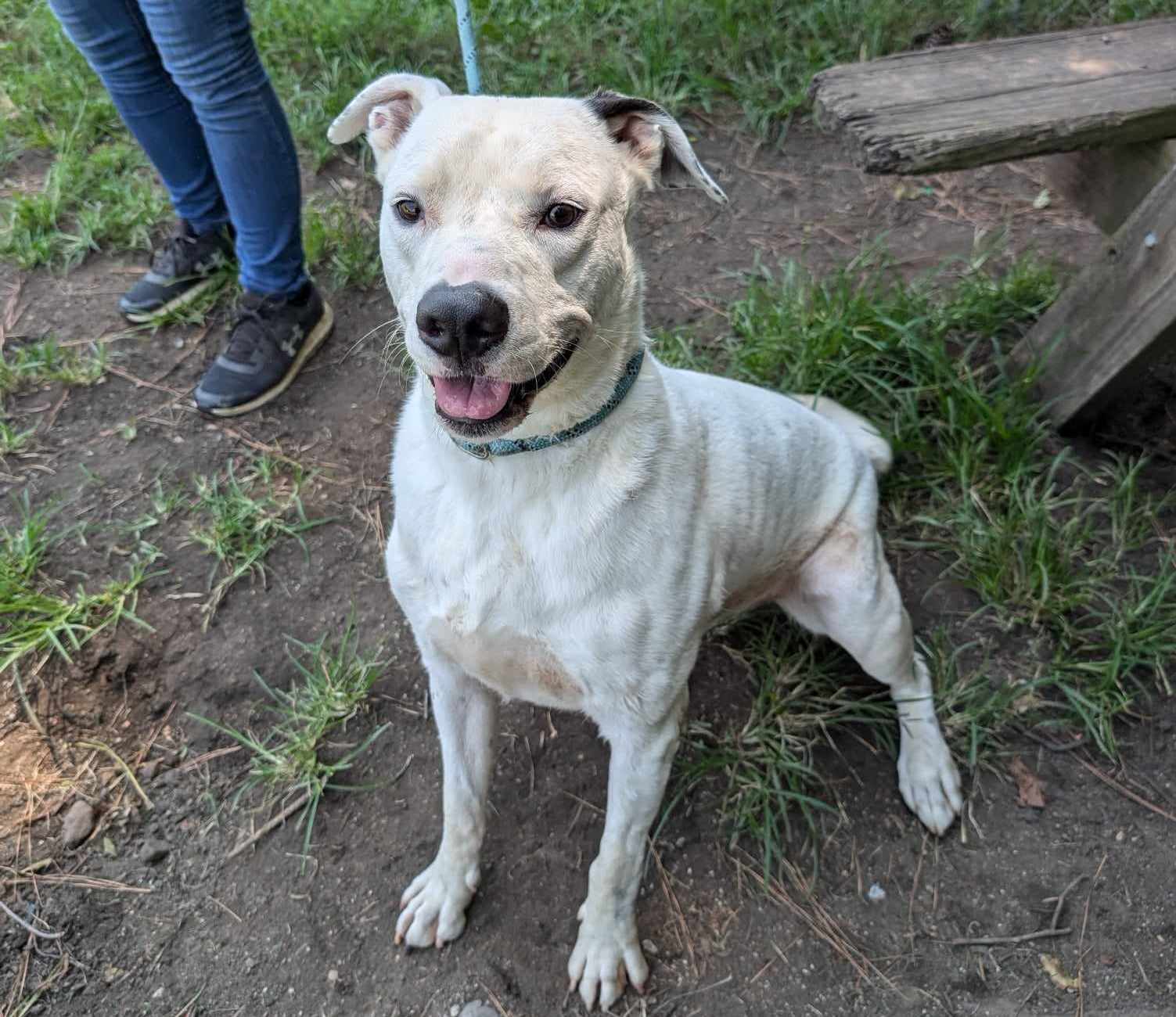Enlarge Hudson, a Adoptable mixed breed in Anniston, AL image 4/5