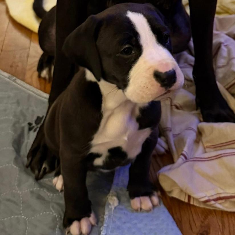 Ophelia Rose, Adoptable, Puppy Female Boxer & Mixed Breed.