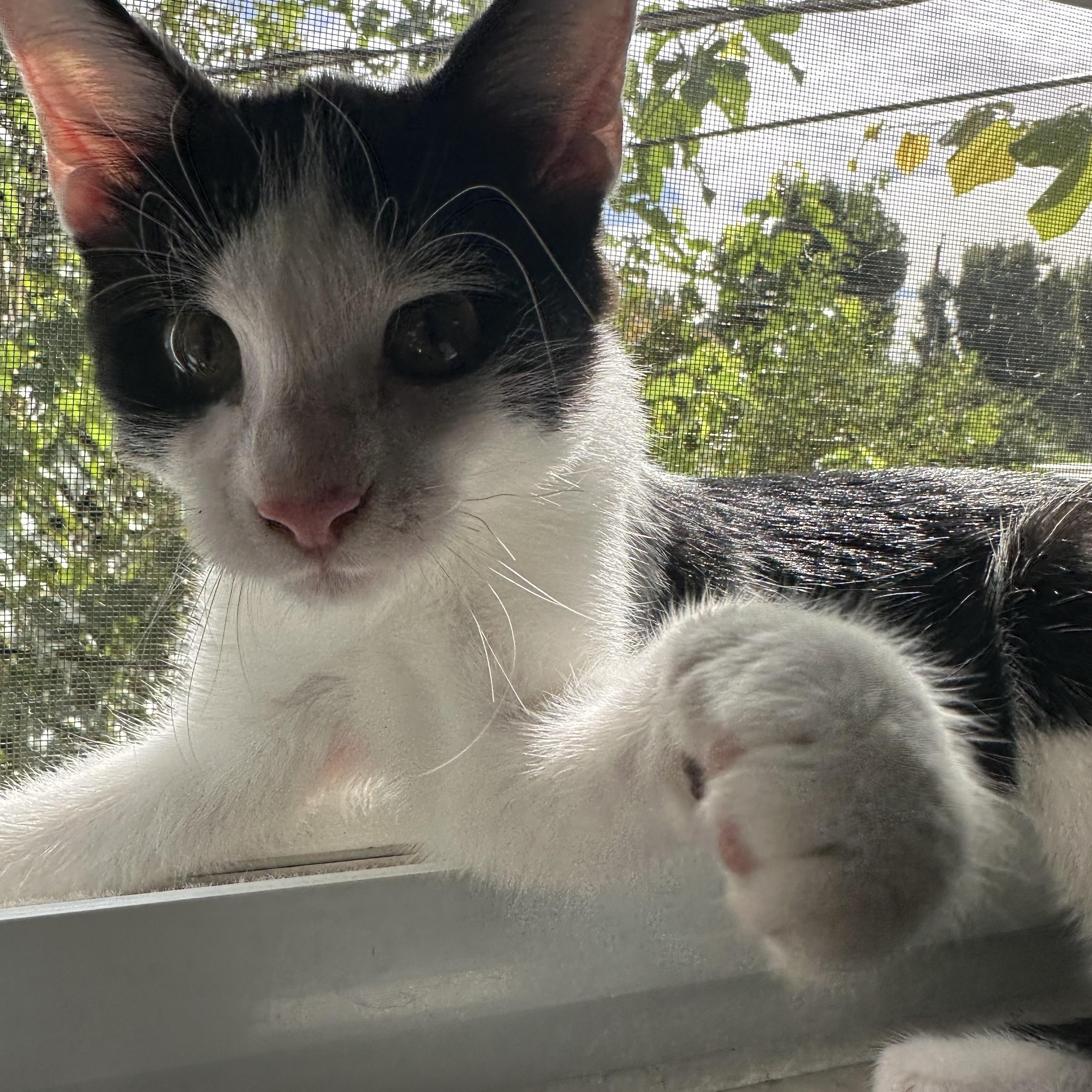 Enlarge Elvis, a Adopted Domestic Short Hair in Indianapolis, IN image 2/2