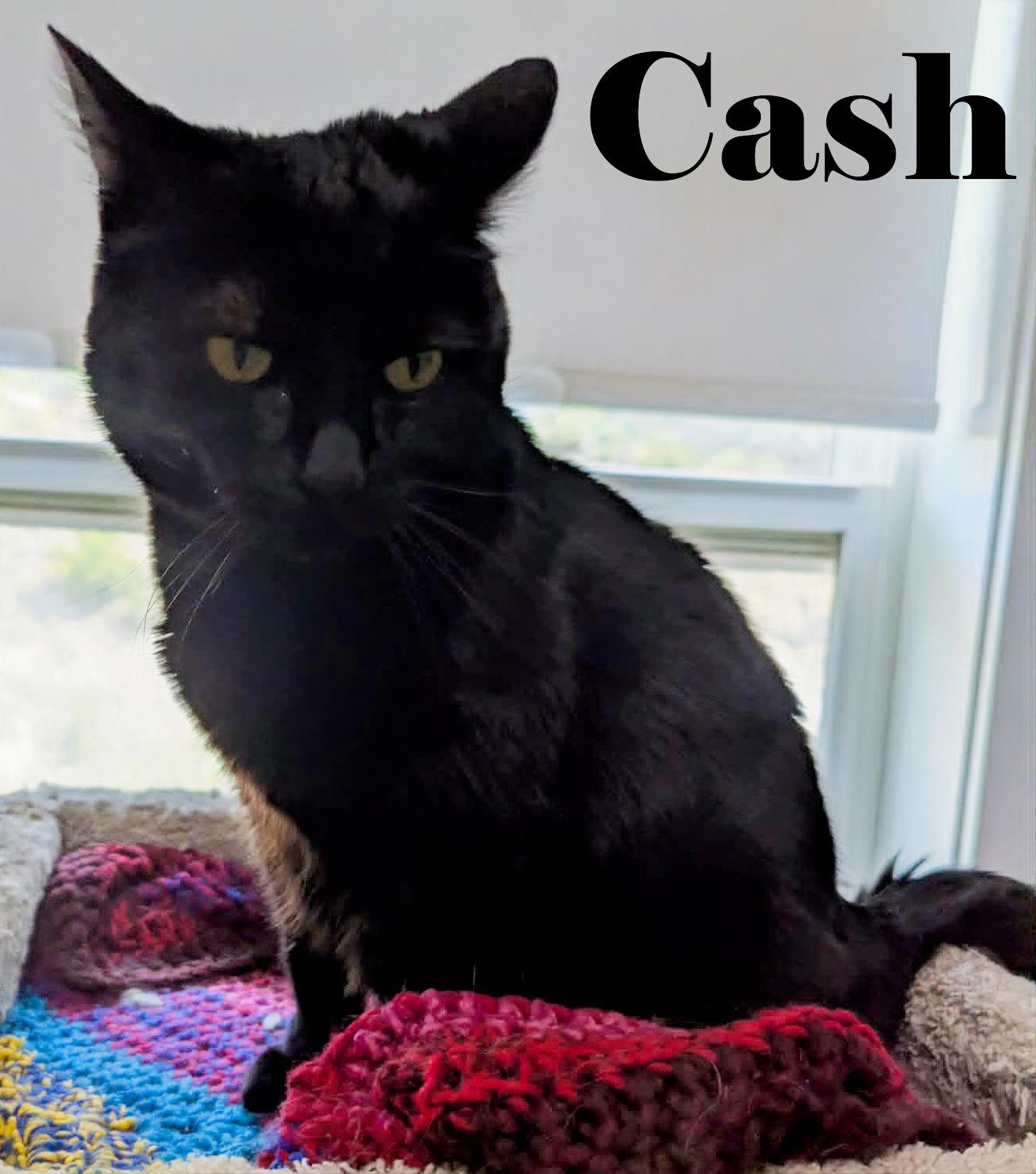 Cash, adopted, Senior Female Domestic Short Hair.