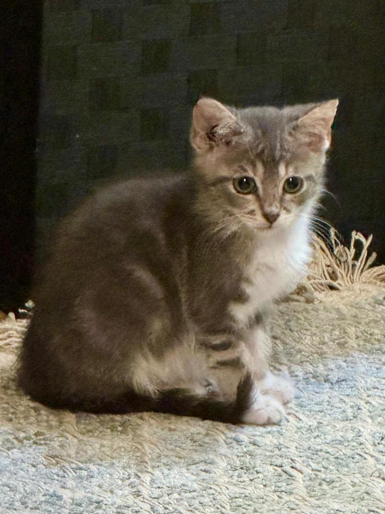 Magnolia, Adoptable, Kitten Female Maine Coon.