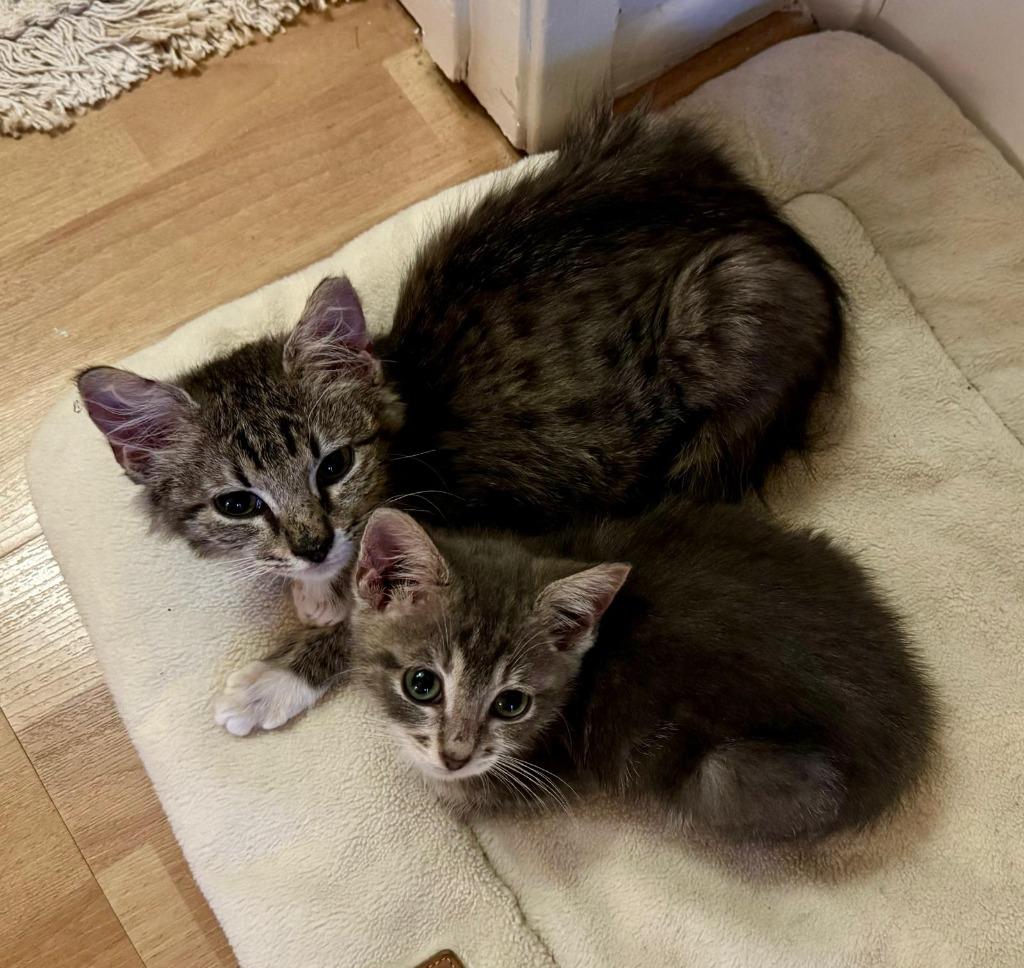 Enlarge Magnolia, a Adoptable Maine Coon in HUNTINGTON BEACH, CA image 4/5