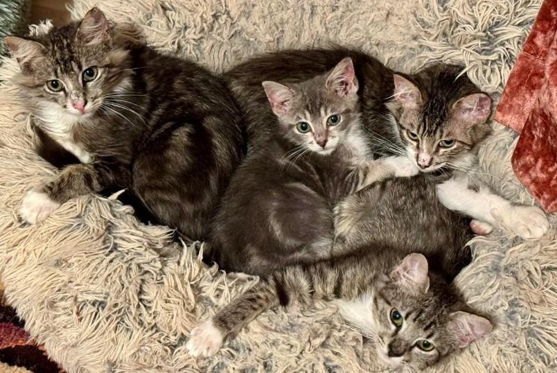 Enlarge Magnolia, a Adoptable Maine Coon in HUNTINGTON BEACH, CA image 2/5