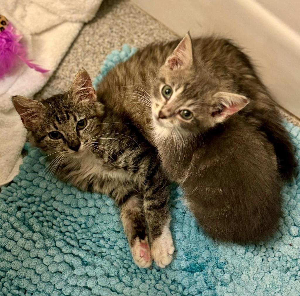 Enlarge Magnolia, a Adoptable Maine Coon in HUNTINGTON BEACH, CA image 5/5