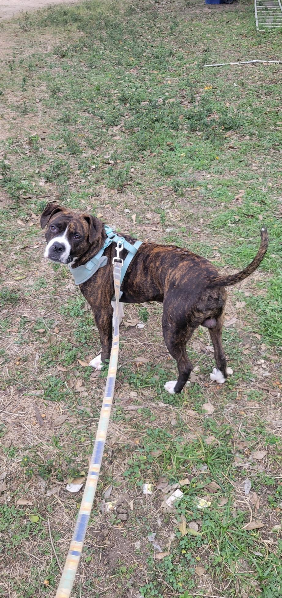 BOSCOE (Playful, Loyal, Loves Belly Rubs, Brave & Great Snuggler)