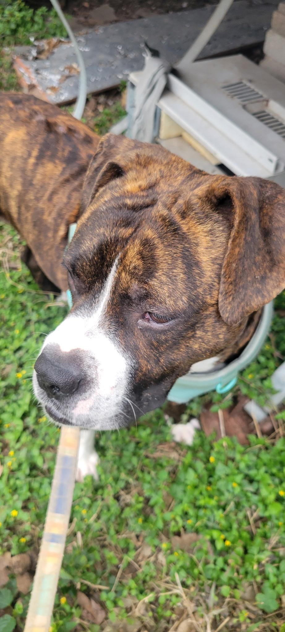 BOSCOE (Playful, Loyal, Loves Belly Rubs, Brave & Great Snuggler) — thumbnail 3