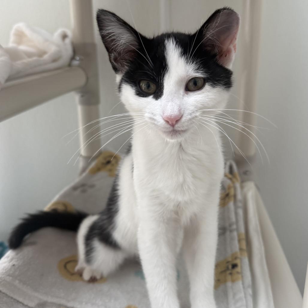 Enlarge Khloe, a Adoptable Domestic Medium Hair in Fort Bragg, CA image 1/1