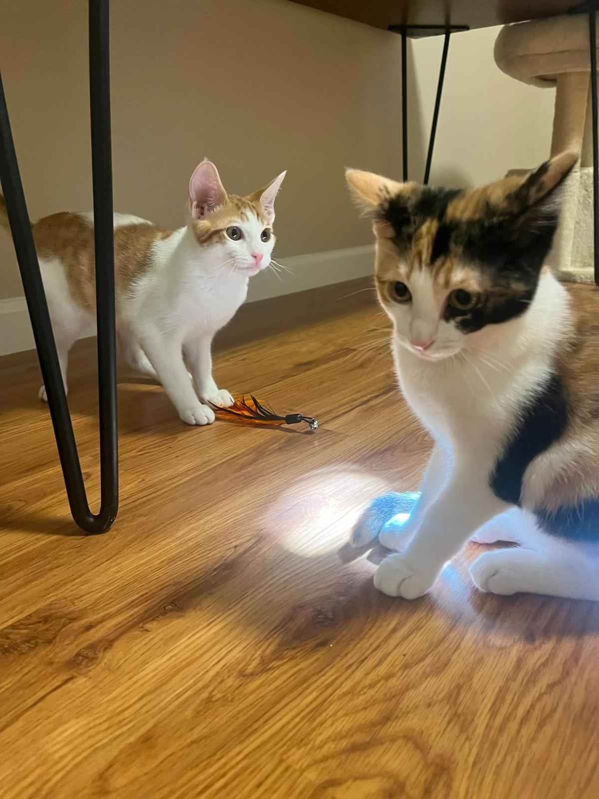 Enlarge Thistle (& Clover), a Adopted Domestic Short Hair in Castro Valley, CA image 1/3