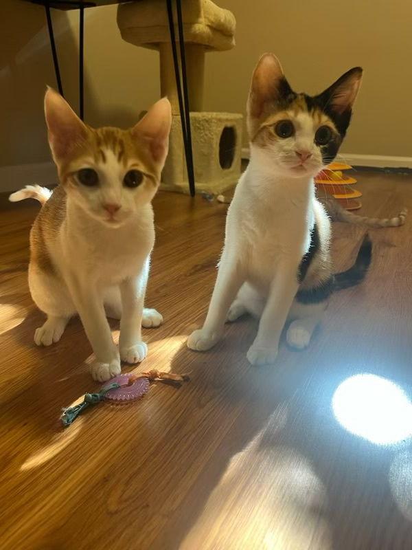 Enlarge Thistle (& Clover), a Adopted Domestic Short Hair in Castro Valley, CA image 2/3